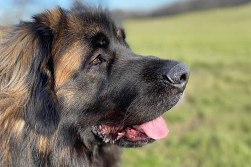 Cody, unser Bürohund